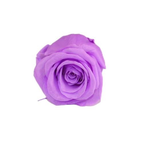 eternal rose 4-5cm