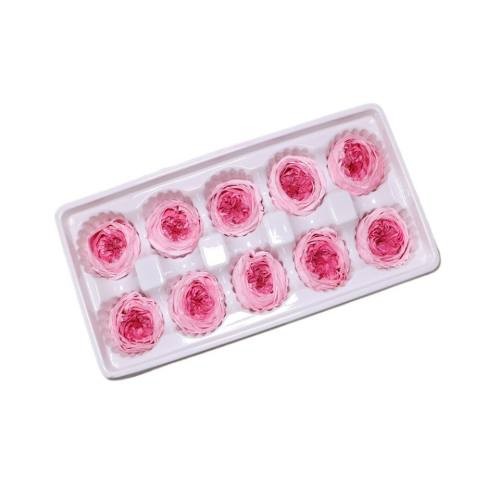eternity garden rose 