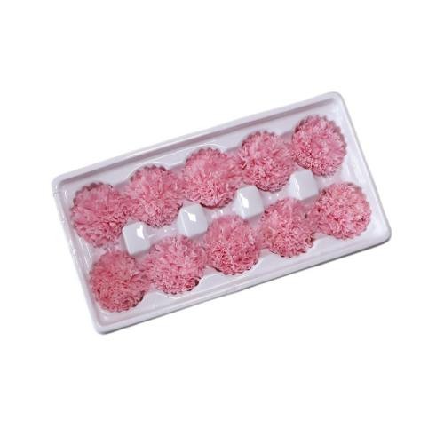 everlasting carnation