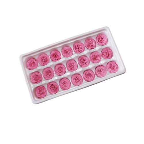 everlasting garden rose red