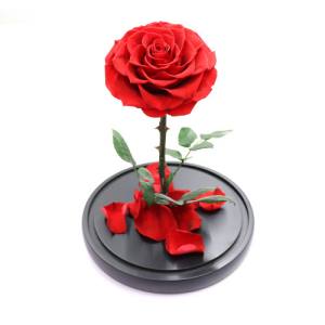 everlasting rose in glass dome