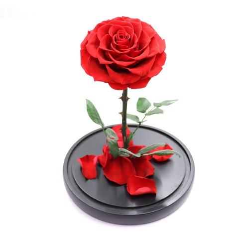 everlasting rose in glass dome