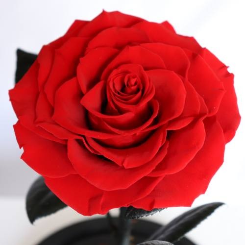 everlasting rose in glass dome