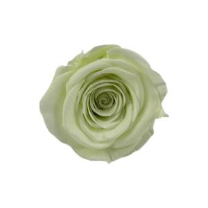 forever rose 4cm
