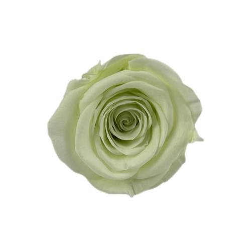 forever rose 4cm