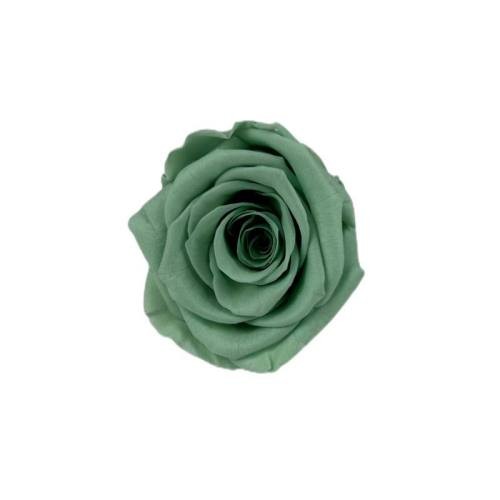 forever rose 4cm