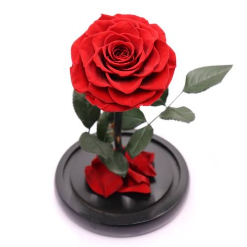forever rose in glass dome