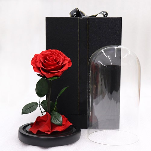 forever rose in glass dome