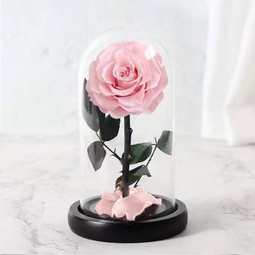 forever rose in glass dome