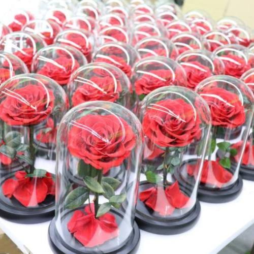 forever rose in glass dome