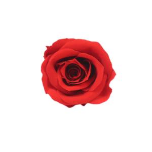 lasting eternity rose