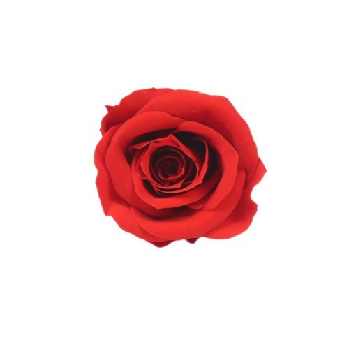 lasting eternity rose