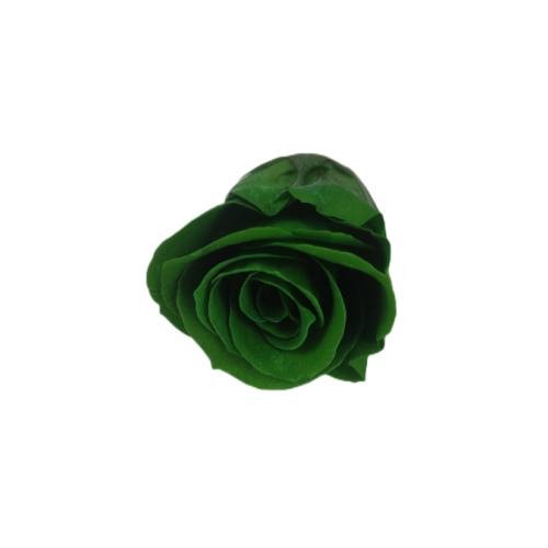 lasting eternity rose