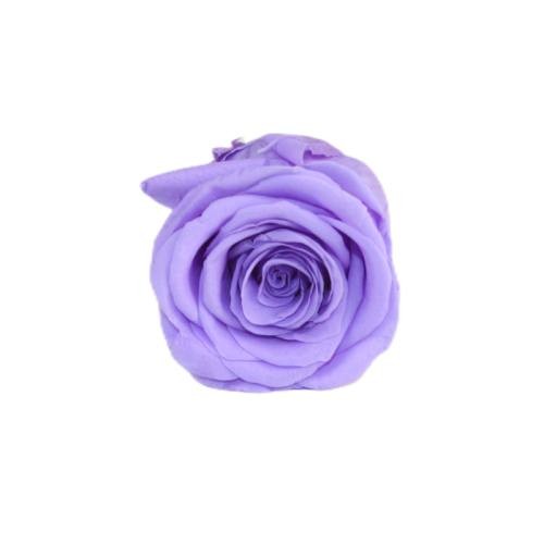 preserved rose bud 5-6cm