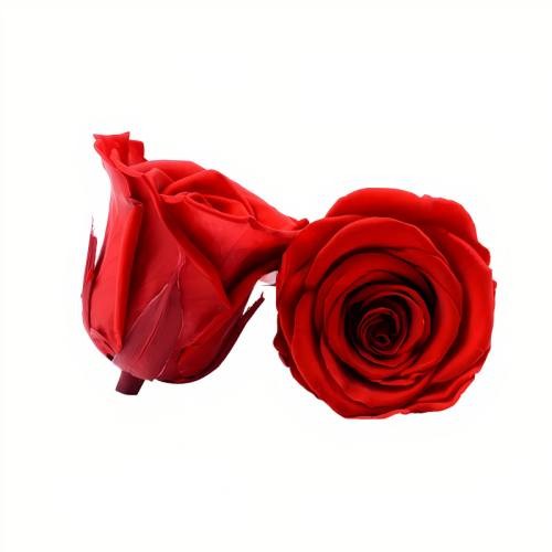 preserved rose bud 5-6cm