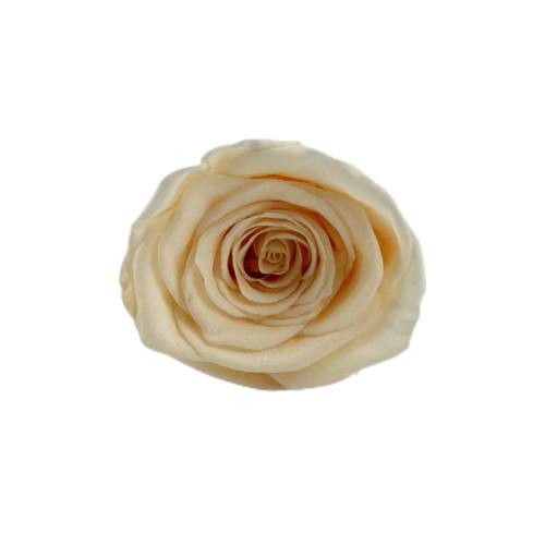 preserved rose bud 5-6cm