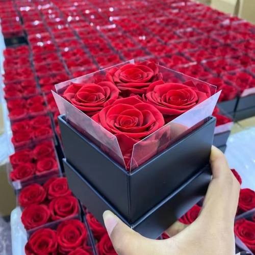 red preserved roses  