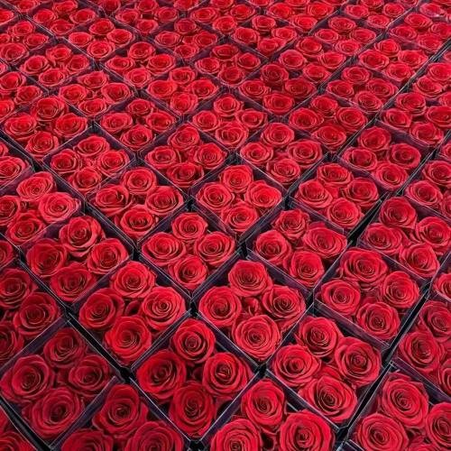 red preserved roses  